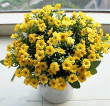 Load image into Gallery viewer, Aglaia Odorata 300 Pcs Flowers Seeds Vietnam