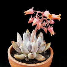 Load image into Gallery viewer, Echeveria tolimanensis 15 Pcs Seeds
