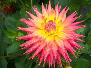 Dahlia Mix Color 60 Pcs Flowers Seeds