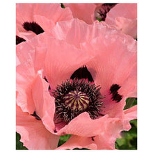 Load image into Gallery viewer, Watercolor Pink Poppy Delhi Flowers Seeds 70 Pcs
