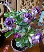 Load image into Gallery viewer, Adenium Obesum Triple Purple 6 Seeds South Africa