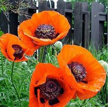 Load image into Gallery viewer, Red Mix Yellow Poppy 70+ Pcs Flowers Seeds