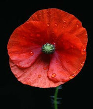 Indlæs billede til gallerivisning Red Mix Yellow Poppy 70+ Pcs Flowers Seeds