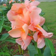 Load image into Gallery viewer, Large Canna 15 Pcs Flowers Seeds