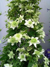 Load image into Gallery viewer, Climbing Clematis Montana Vine 70 Pcs Flowers Seeds