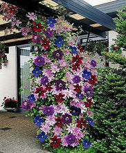 Load image into Gallery viewer, Coriflora Weber Clematis 70 Pcs Flowers Seeds