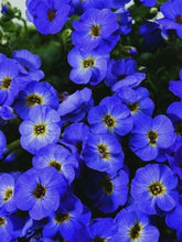 Load image into Gallery viewer, Aubrieta Bright Blue Rock Cress 100 Pcs Flowers Seeds
