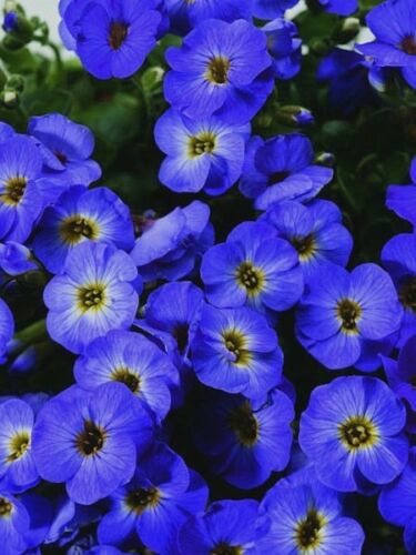 Aubrieta Bright Blue Rock Cress 100 Pcs Flowers Seeds