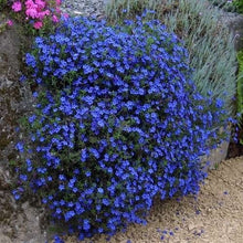 Indlæs billede til gallerivisning Aubrieta Bright Blue Rock Cress 100 Pcs Flowers Seeds