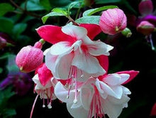 Indlæs billede til gallerivisning Fuchsia Double White with Light Pink 120 Pcs Flowers Seeds