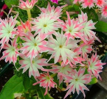 Load image into Gallery viewer, Phlox Drummondii Cuspidata- Twinkle Star 70 Pcs Flowers Seeds
