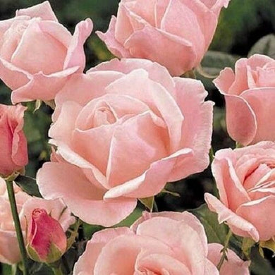 Queen Elizabeth' Hardy Shrub Rose 200 Pcs Flowers Seeds