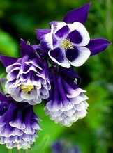 Load image into Gallery viewer, Double Pleat Blue And White Aquilegia Hybrid 80 Pcs Flowers Seeds