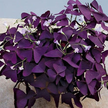 Load image into Gallery viewer, Oxalis Wood Sorrel Purple Shamrock Clover 500 Pcs Flowers Seeds