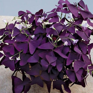 Oxalis Wood Sorrel Purple Shamrock Clover 500 Pcs Flowers Seeds