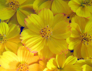 Yellow Sunshine Cosmos 50 Pcs Flowers Seeds
