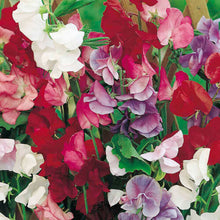 Load image into Gallery viewer, Sweet Pea Fragrant Mix - 50 Pcs Flowers Seeds