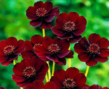 Load image into Gallery viewer, Black-Magic Seeds, Chocolate Cosmos 50 Pcs Flowers Seeds