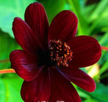 Load image into Gallery viewer, Black-Magic Seeds, Chocolate Cosmos 50 Pcs Flowers Seeds