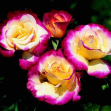 Načíst obrázek do prohlížeče Galerie, Double Delight Hybrid Tea Rose - 250 Pcs Flowers Seeds