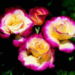 Double Delight Hybrid Tea Rose - 250 Pcs Flowers Seeds