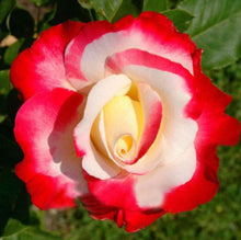 Načíst obrázek do prohlížeče Galerie, Double Delight Hybrid Tea Rose - 250 Pcs Flowers Seeds