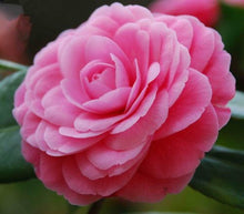 Indlæs billede til gallerivisning Garden Camellia 5 Pcs Flowers Seeds