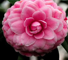 Load image into Gallery viewer, Garden Camellia 5 Pcs Flowers Seeds
