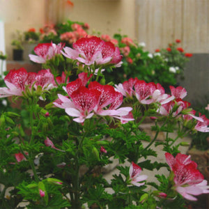 Mix Pink Color Geranium 5 Pcs Flowers Seeds