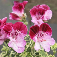 Indlæs billede til gallerivisning Mix Pink Color Geranium 5 Pcs Flowers Seeds