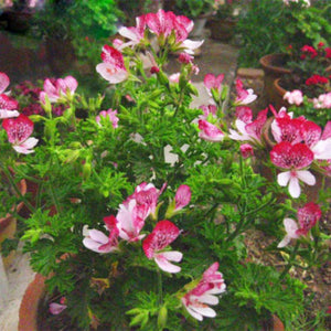 Mix Pink Color Geranium 5 Pcs Flowers Seeds