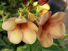 Indlæs billede til gallerivisning Peach Violacea Allamanda 60 Pcs Flowers Seeds