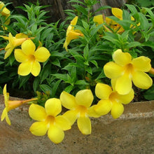 Indlæs billede til gallerivisning Yellow Allamanda Violacea 60 Pcs Flowers Seeds