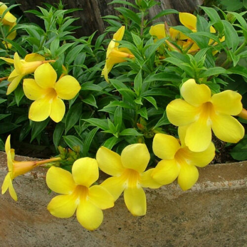 Yellow Allamanda Violacea 60 Pcs Flowers Seeds