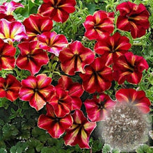 Indlæs billede til gallerivisning Red And White Blooming Petunia Variety 100 Pcs Flowers Seeds