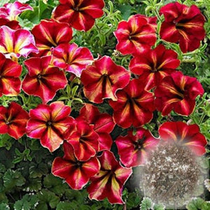 Red And White Blooming Petunia Variety 100 Pcs Flowers Seeds