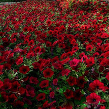 Indlæs billede til gallerivisning Dark Red Velour Petunia 100 Pcs Flowers Seeds
