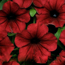 Indlæs billede til gallerivisning Dark Red Velour Petunia 100 Pcs Flowers Seeds