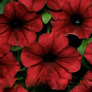 Dark Red Velour Petunia 100 Pcs Flowers Seeds