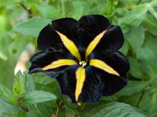 Load image into Gallery viewer, Black Yellow Velvet Petunia 100 Pcs  Flowers Seeds