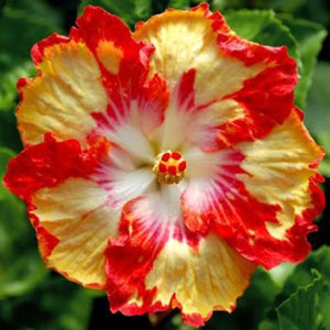 Red Yellow Hibiscus 50 Pcs Flowers Seeds