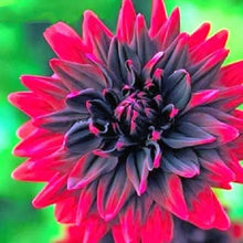 Load image into Gallery viewer, Rainbow Dahlia 60 Pcs Flowers Seeds