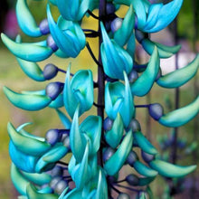 Load image into Gallery viewer, Jade Vine - Wisteria 40 Pcs Flowers Seeds