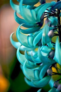 Jade Vine - Wisteria 40 Pcs Flowers Seeds
