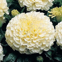 Load image into Gallery viewer, White Marigold 80 Pcs Flowers Seeds