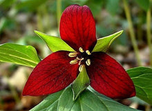 Load image into Gallery viewer, Red Trillium Erectum 6 Pcs Flowers Seeds