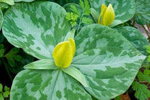 Load image into Gallery viewer, Yellow Trillium Luteum Fresh 6 Pcs Flowers Seeds