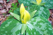 Load image into Gallery viewer, Yellow Trillium Luteum Fresh 6 Pcs Flowers Seeds
