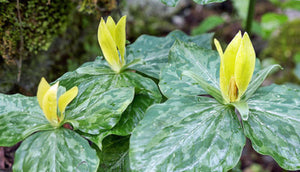 Yellow Trillium Luteum Fresh 6 Pcs Flowers Seeds