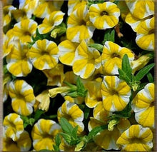 将图片加载到图库查看器，Yellow Color Star Petunia 100 Pcs Flowers Seeds
